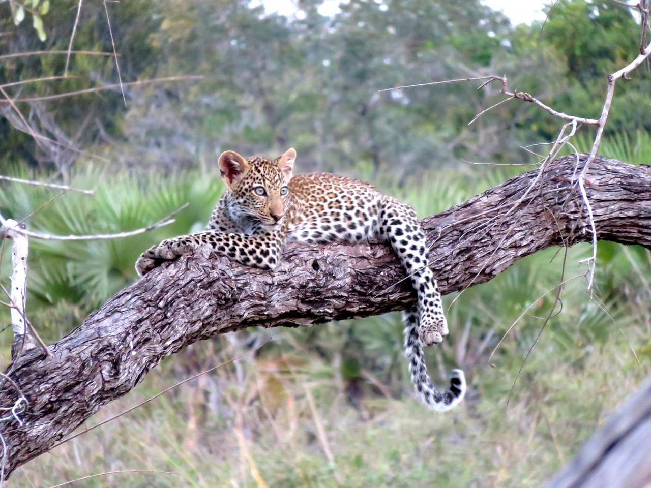 leopardo in tanzania