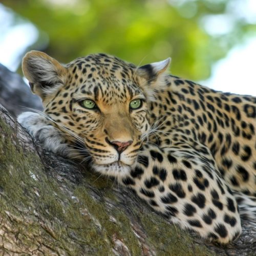 SELF DRIVE  SOUTH AFRICA – 12 Giorni / 11 Notti