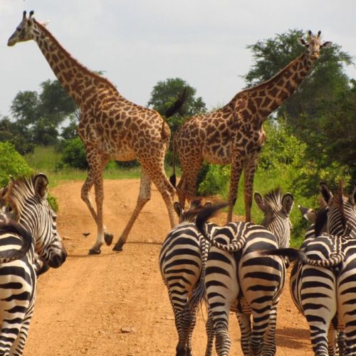 SAFARI PRIVATO DI 6 GIORNI – PARCHI SETTENTRIONALI DELLA TANZANIA 2025