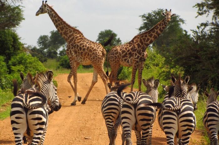 SAFARI PRIVATO DI 6 GIORNI – PARCHI SETTENTRIONALI DELLA TANZANIA 2025