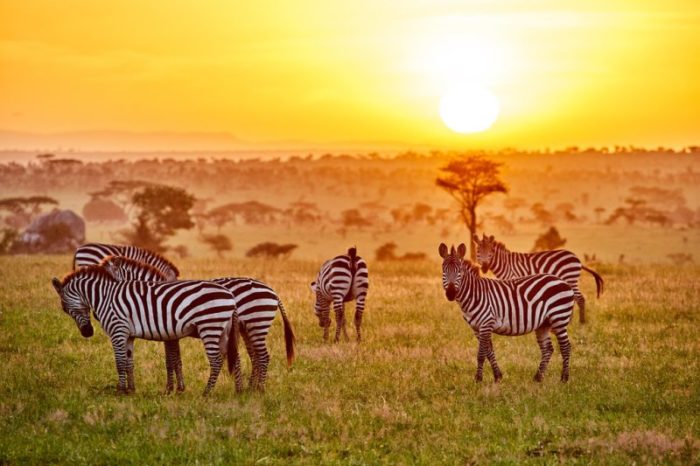 SAFARI DI 7 GIORNI – NEI PARCHI SETTENTRIONALI DELLA TANZANIA 2025
